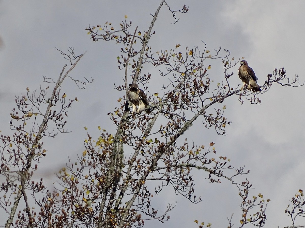 Red-tailed Hawk - ML284057181