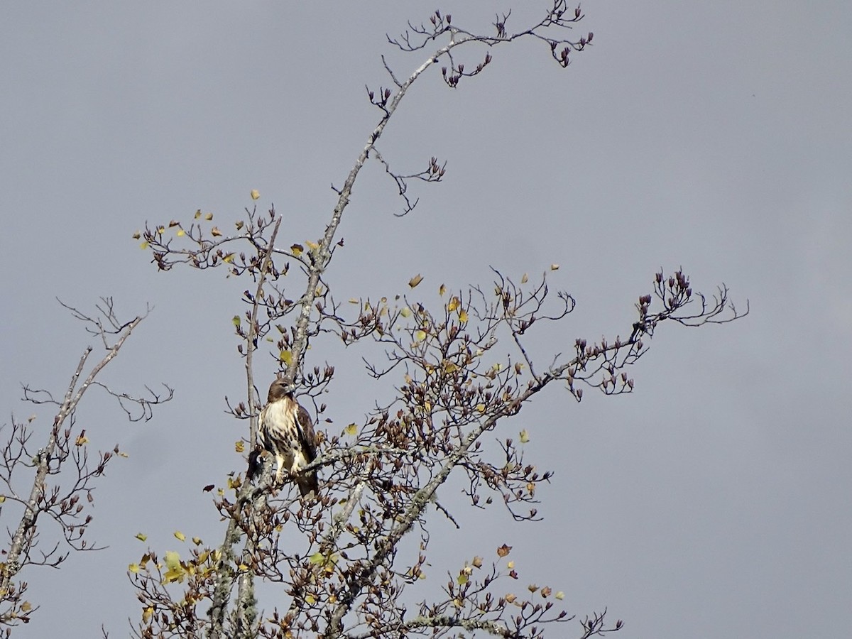Red-tailed Hawk - ML284057211