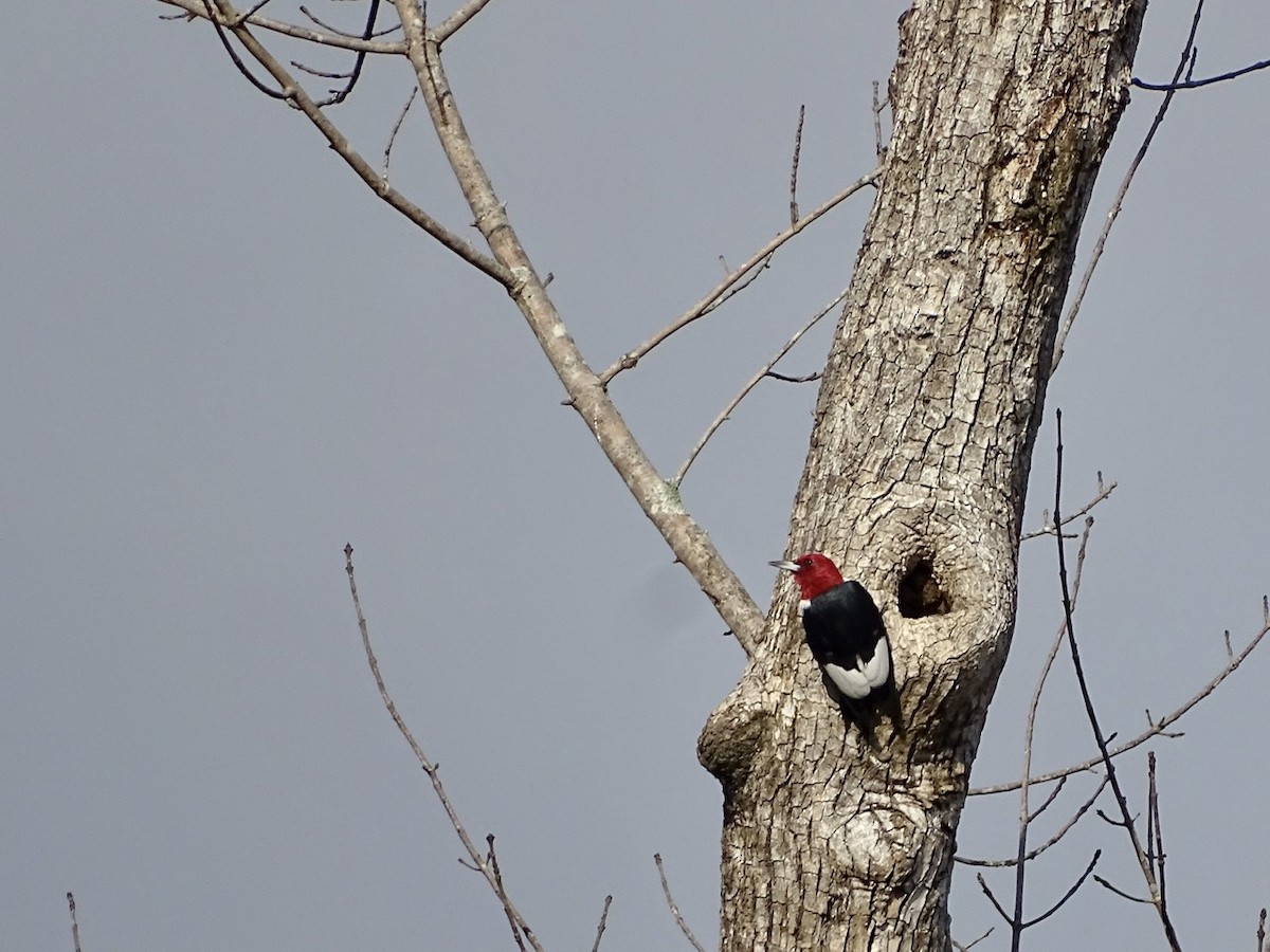 Red-headed Woodpecker - ML284057261