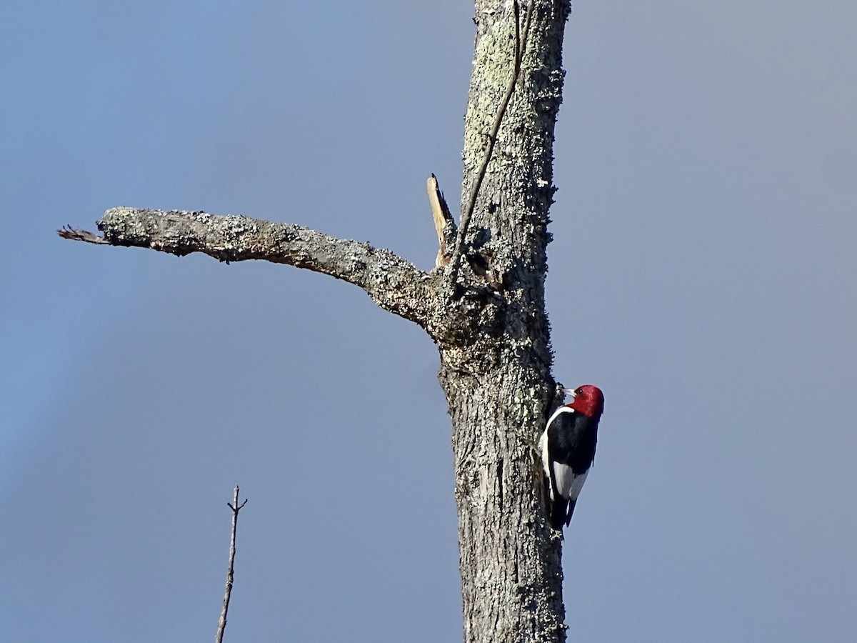 Red-headed Woodpecker - ML284057311