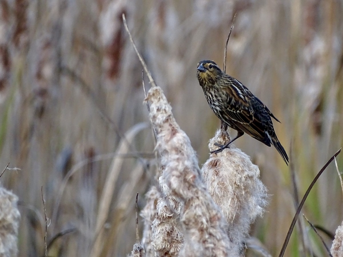 Red-winged Blackbird - ML284057561