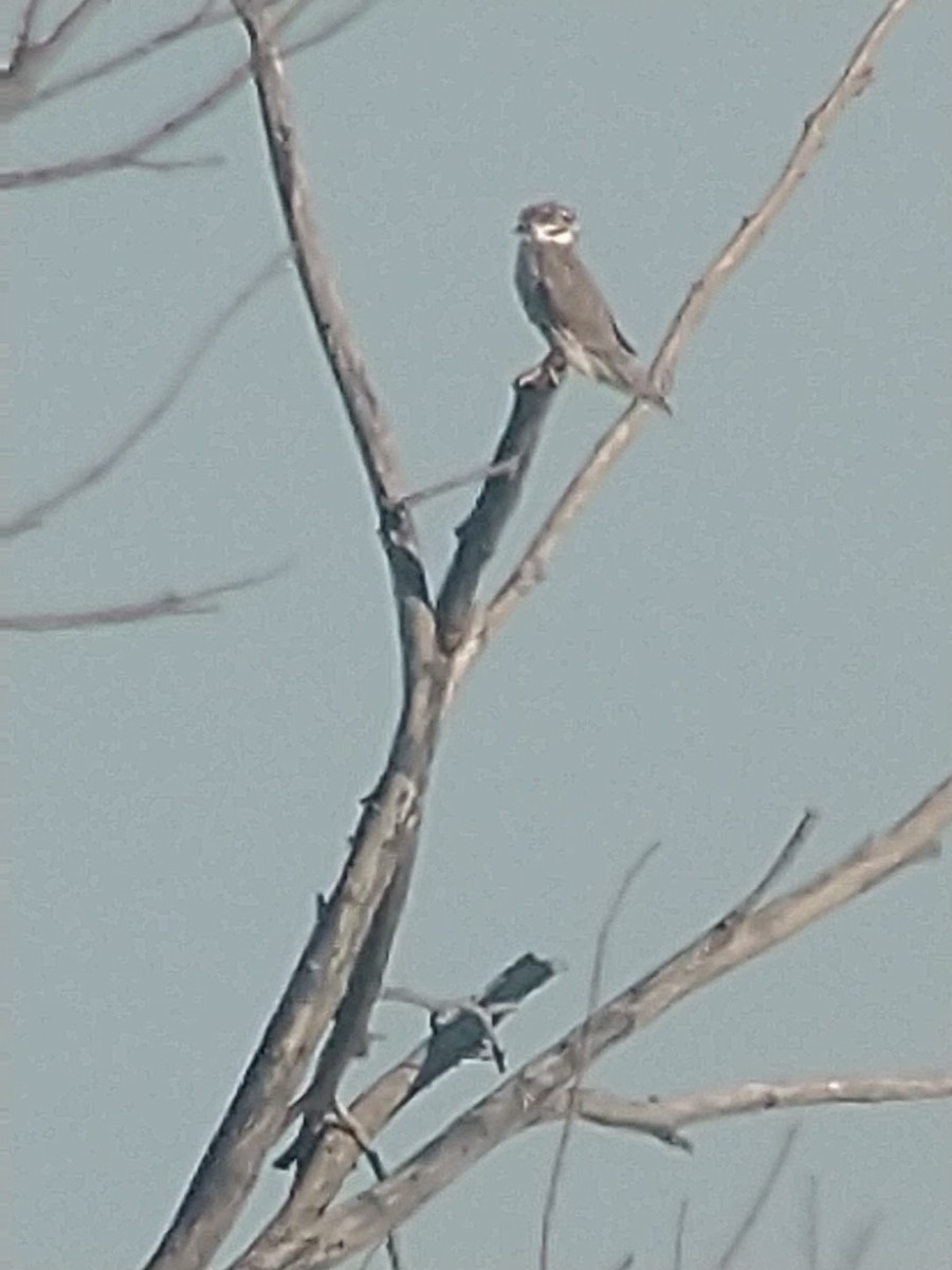 Prairie Falcon - ML284061411