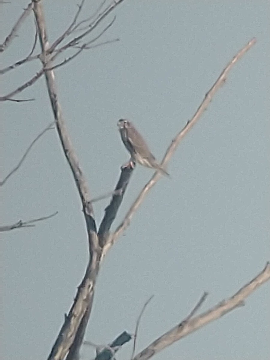 Prairie Falcon - ML284061491