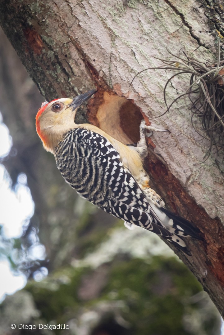 Red-crowned Woodpecker - ML284062351