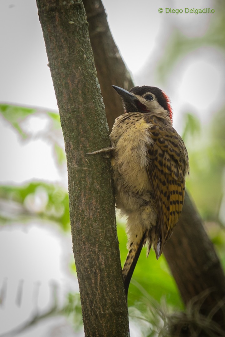 Spot-breasted Woodpecker - ML284062551