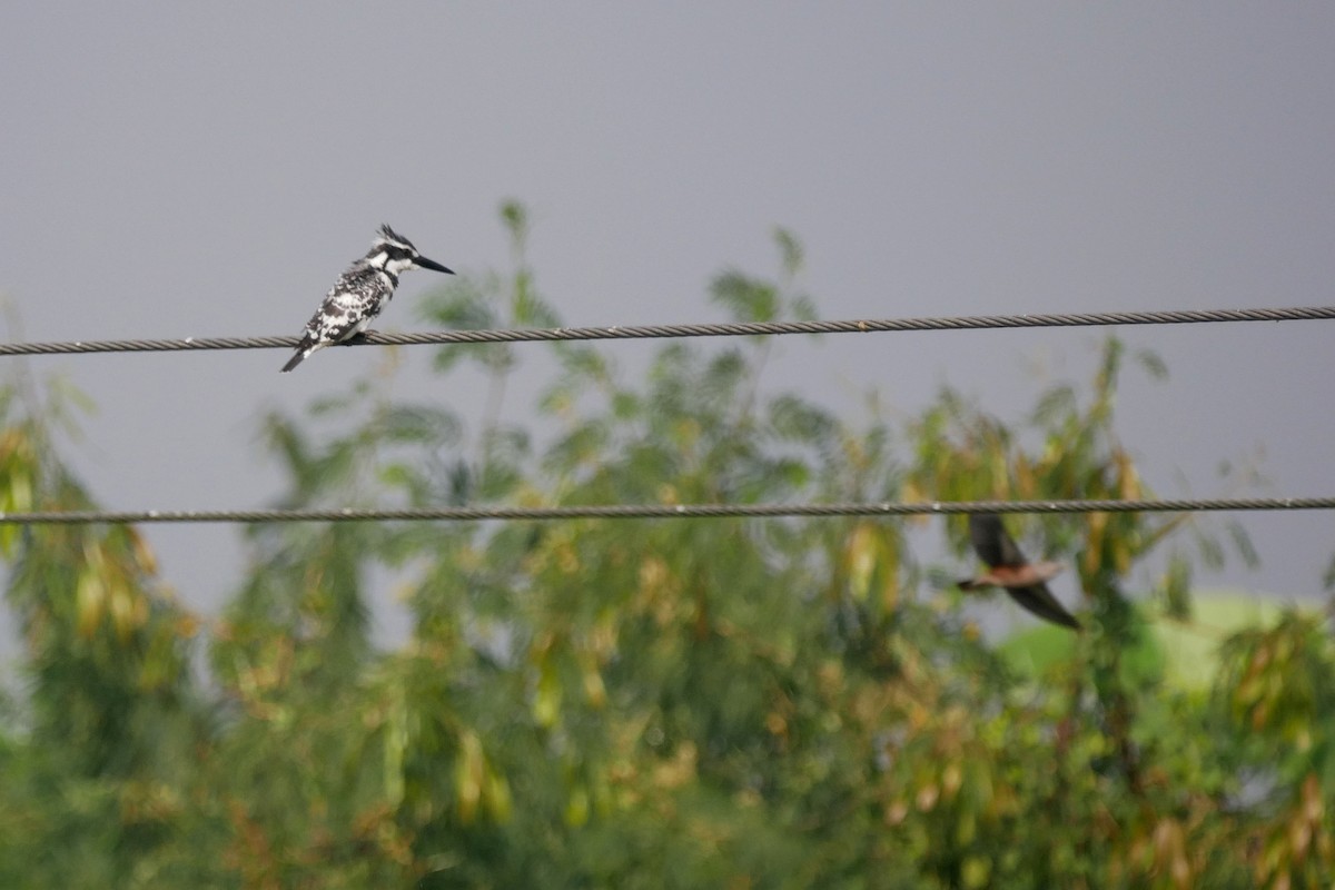 Pied Kingfisher - Sandeep Biswas