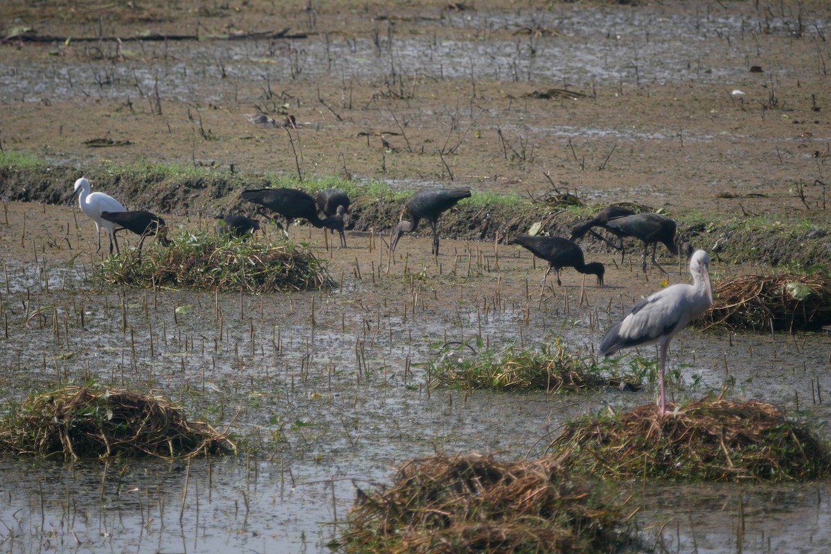 Glossy Ibis - Sandeep Biswas