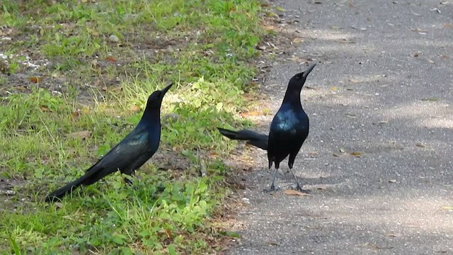 Boat-tailed Grackle - ML284064081