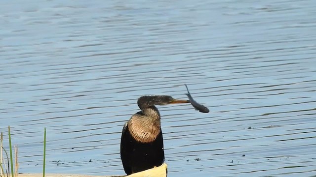 Anhinga Americana - ML284064421