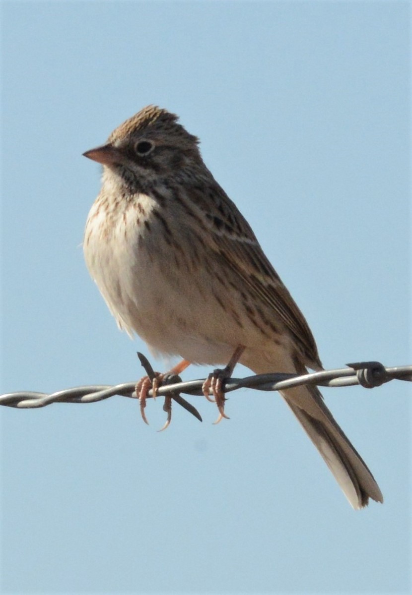 Vesper Sparrow - ML284064731