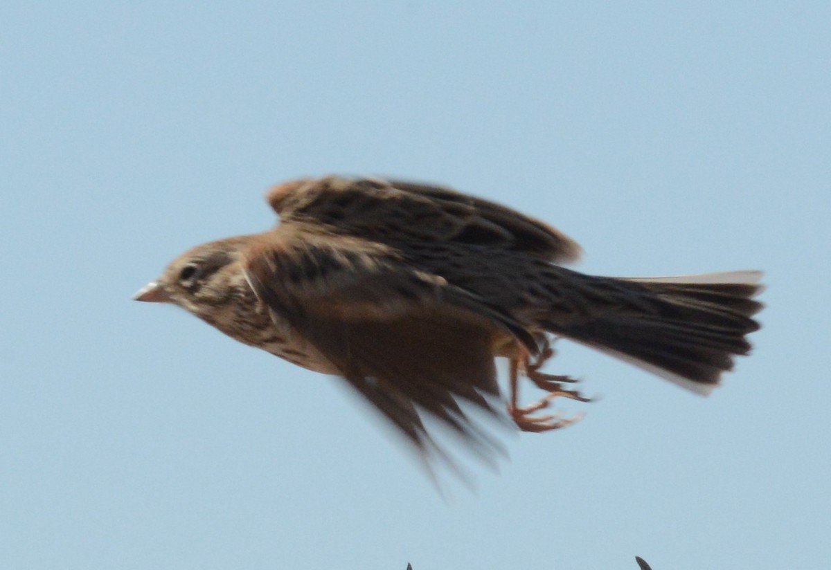 Vesper Sparrow - ML284064761