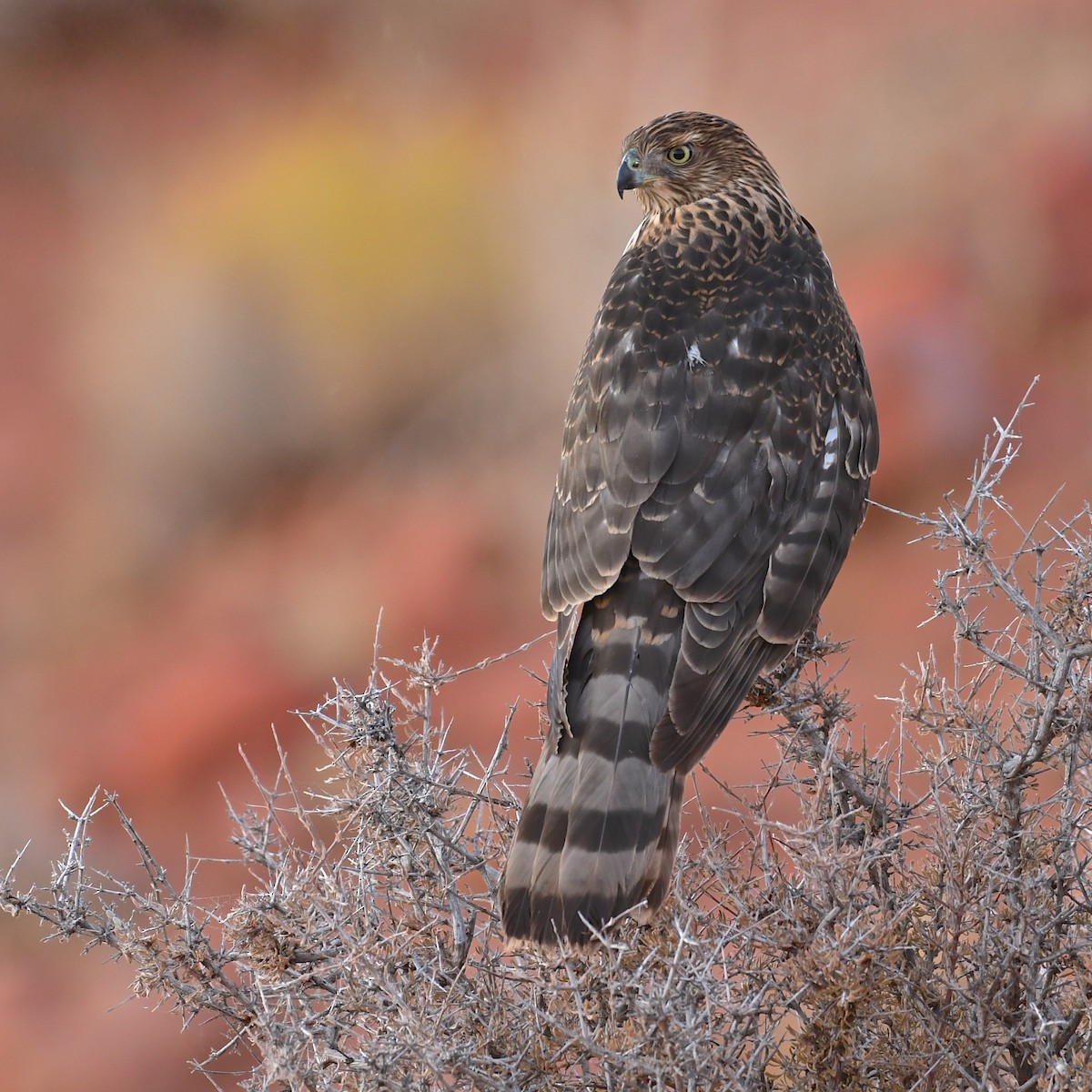 Cooper's Hawk - Mike Schijf