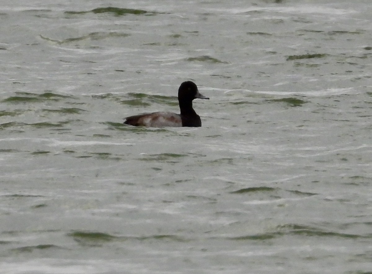 Lesser Scaup - ML284066131