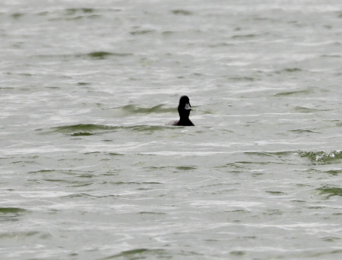 Lesser Scaup - ML284066151