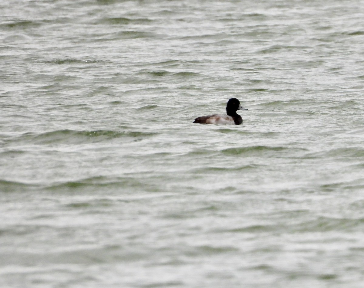 Lesser Scaup - ML284066171