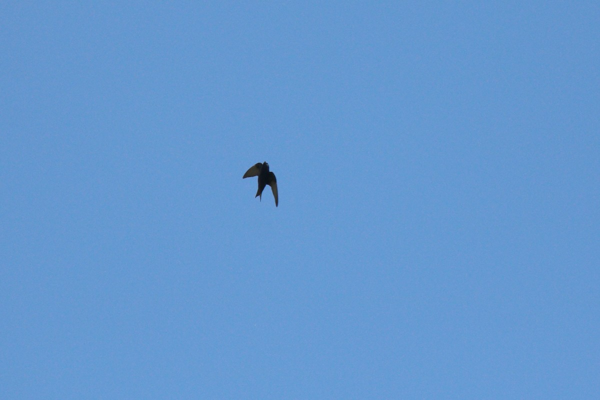 Golondrina Purpúrea - ML28406651