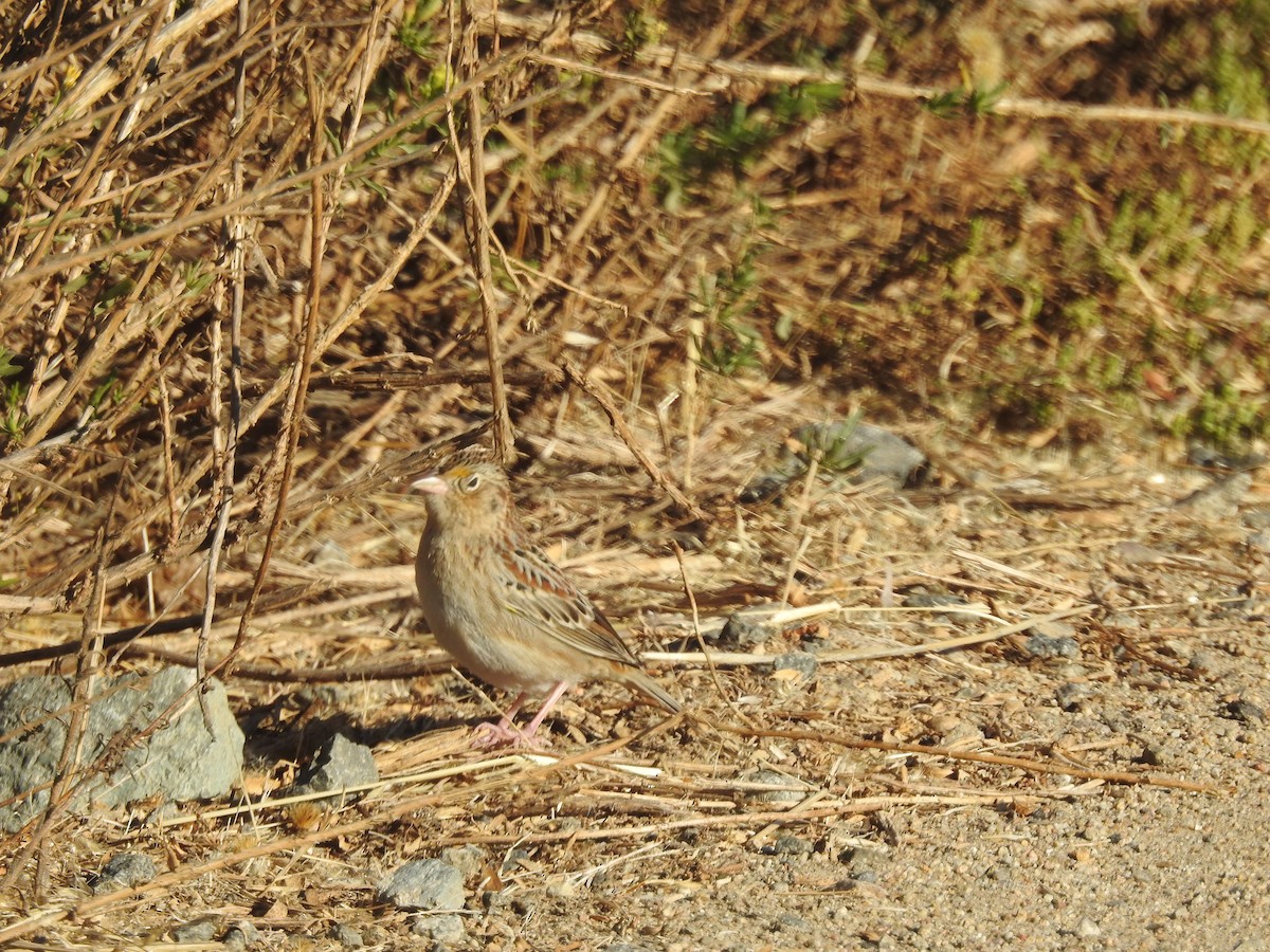 Grasshopper Sparrow - ML284066511