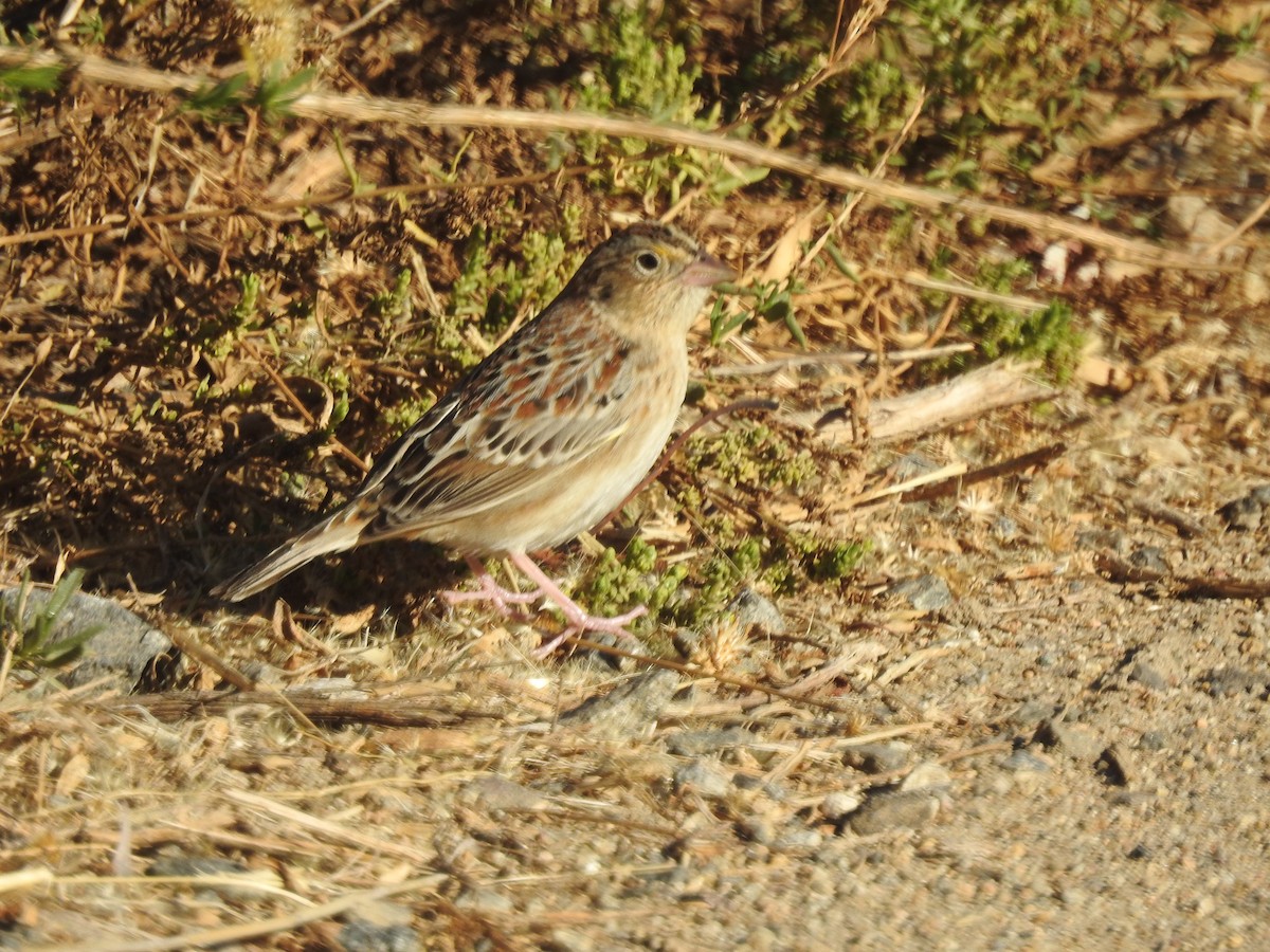Grasshopper Sparrow - ML284066621