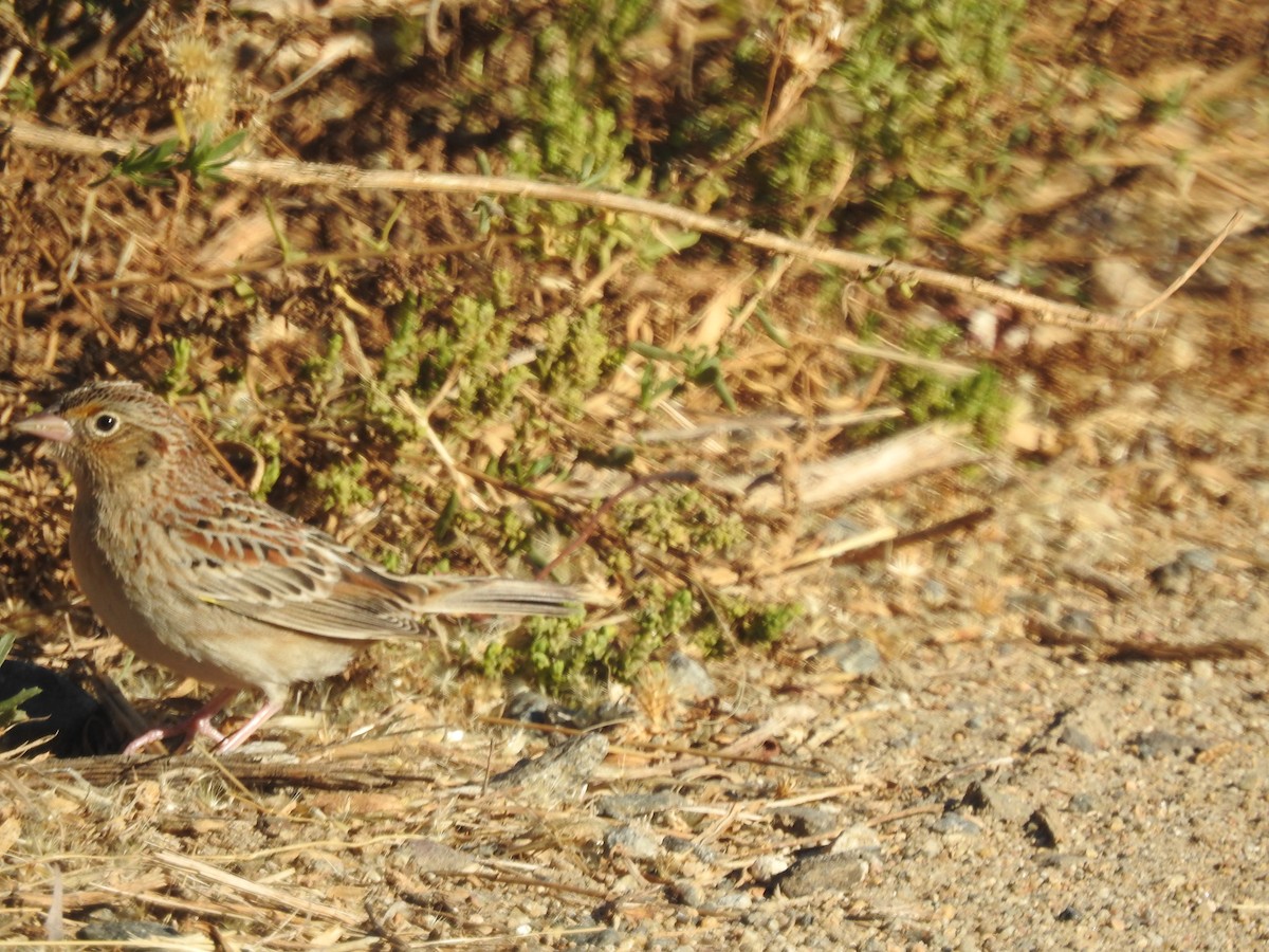 Grasshopper Sparrow - ML284066721