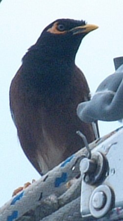 Common Myna - ML284067971