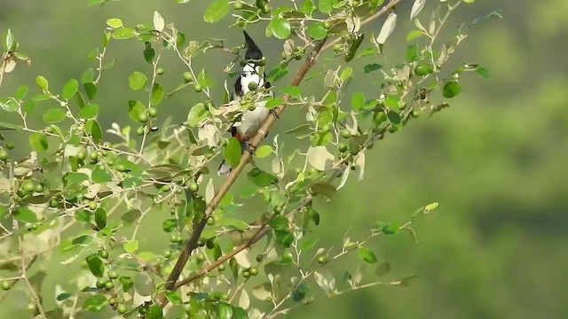 Red-whiskered Bulbul - ML284071691