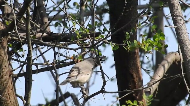 Eastern Orphean Warbler - ML284071891