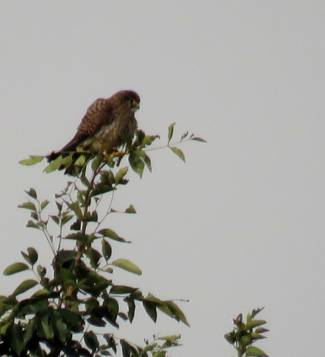 Eurasian Kestrel - ML284073251