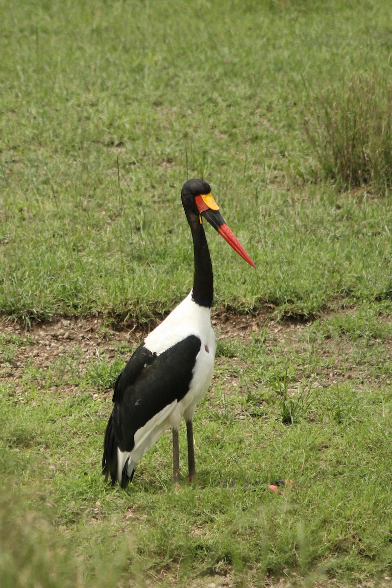 Saddle-billed Stork - ML284074051