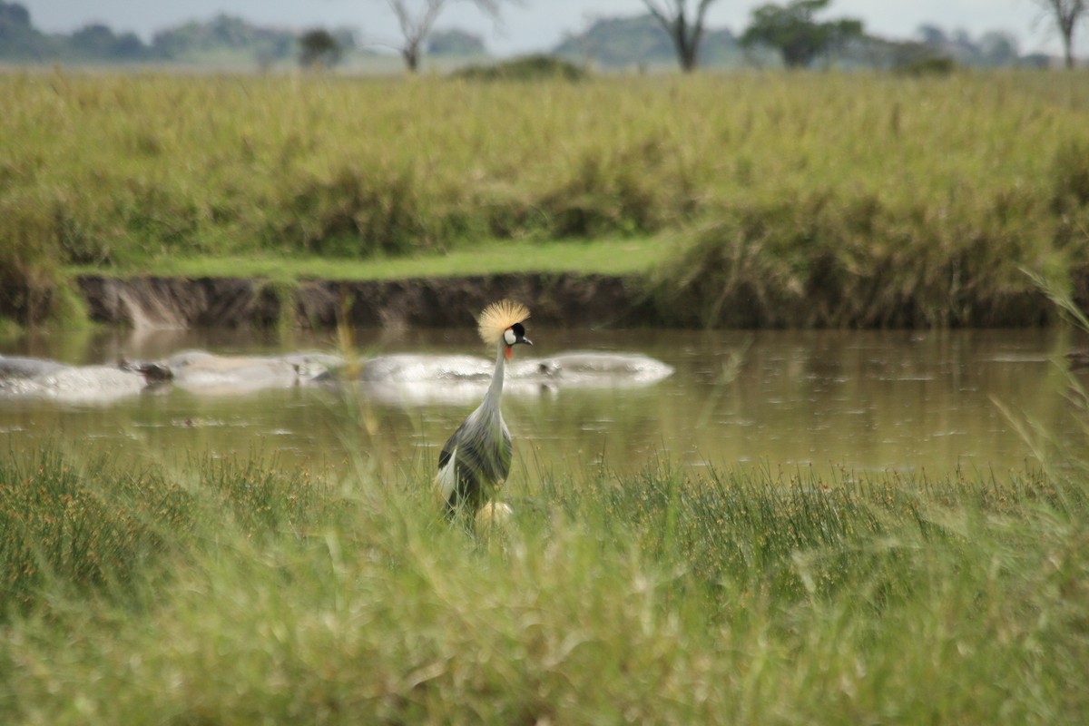 Gray Crowned-Crane - ML284074081