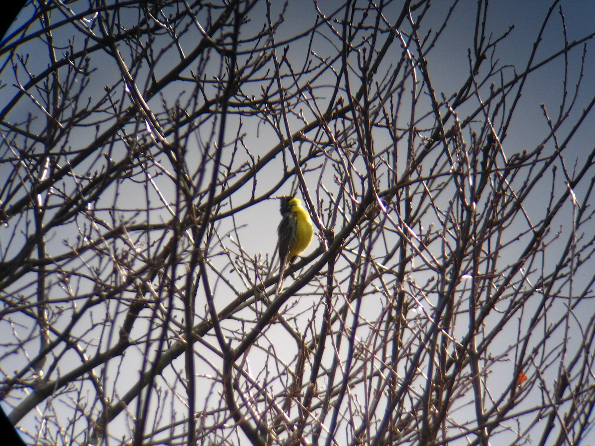 Kirtland's Warbler - ML284079341