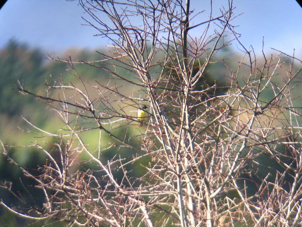 Kirtland's Warbler - ML284079361