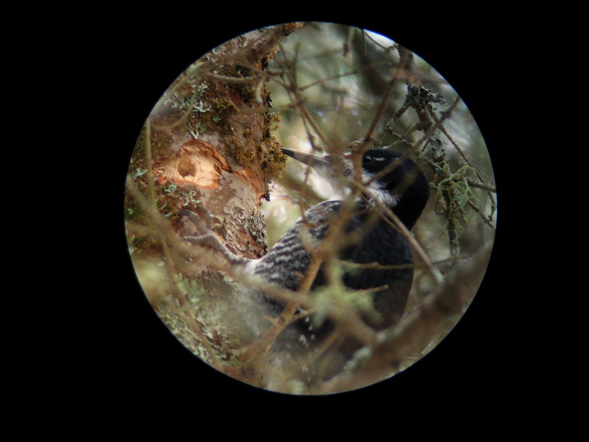 Black-backed Woodpecker - Chris Barrigar