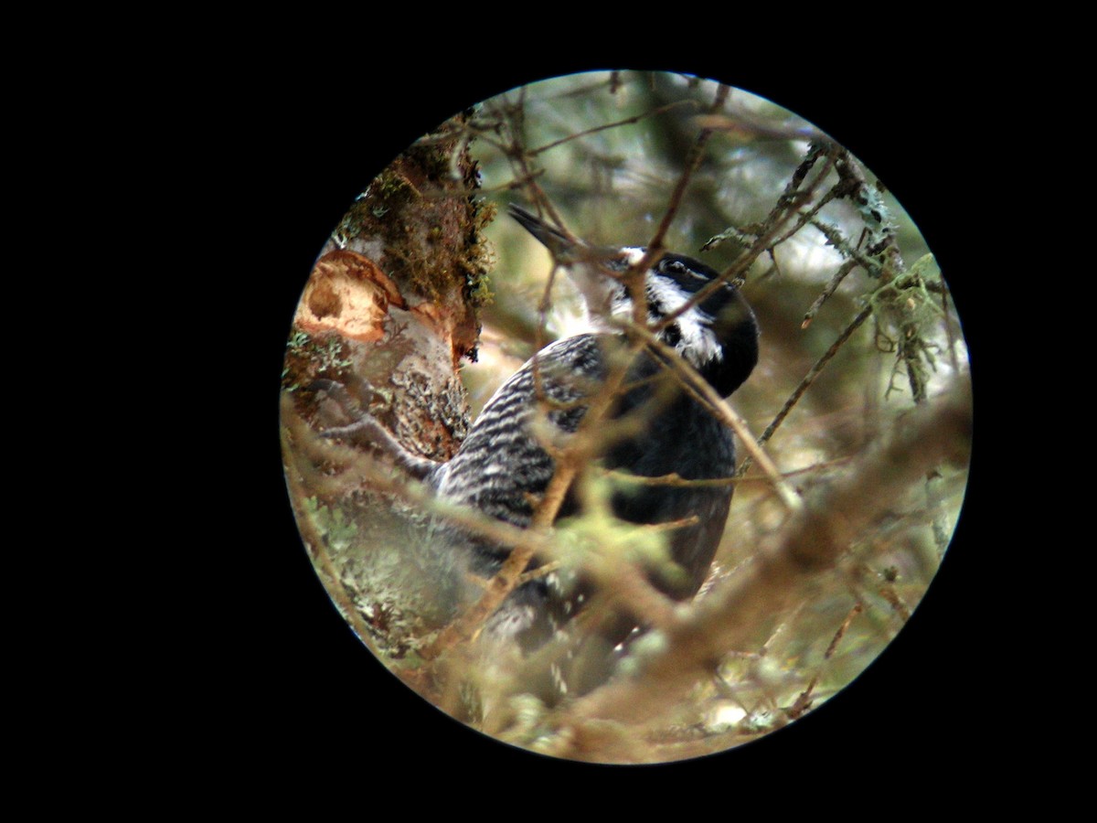 Black-backed Woodpecker - Chris Barrigar