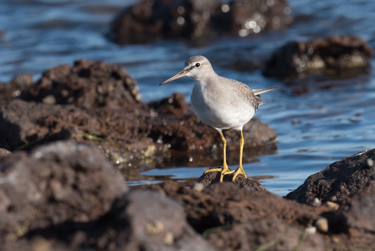 Gray-tailed Tattler - John Daniels