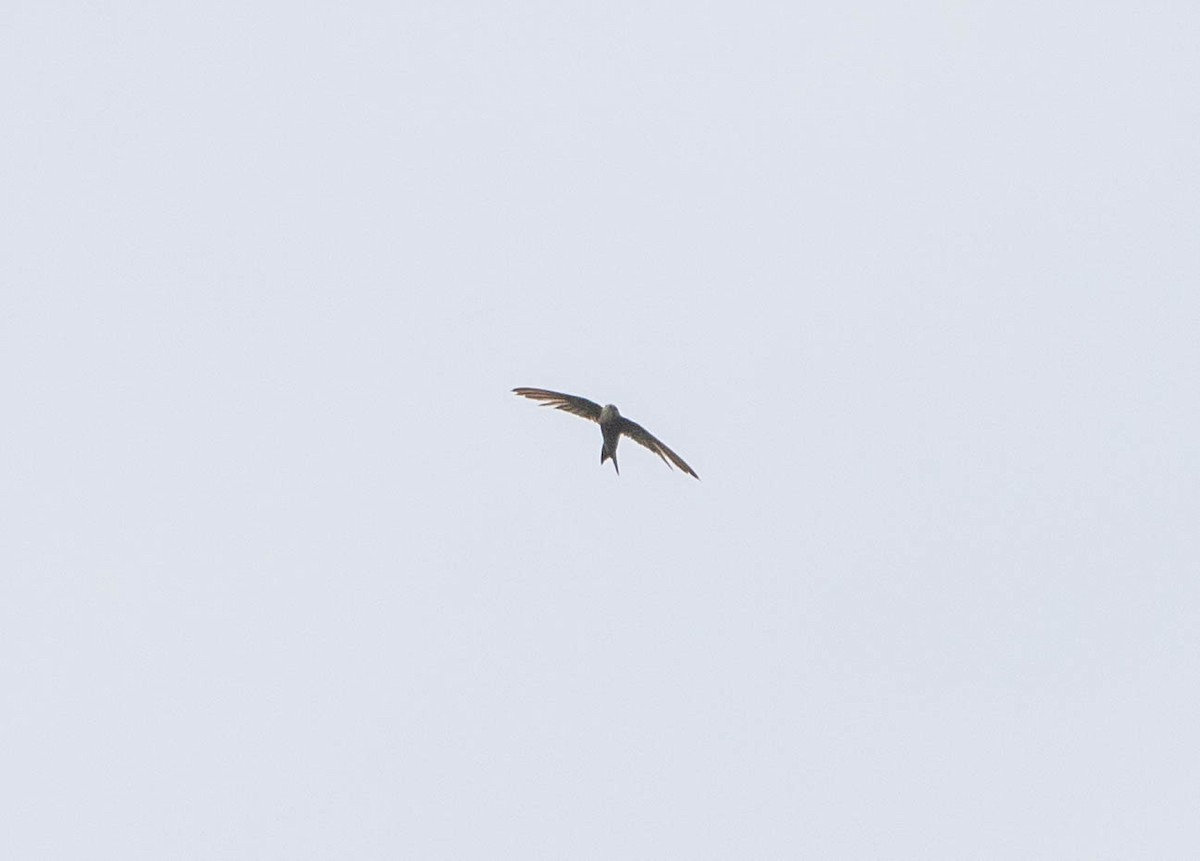 Pacific Swift - Fadzrun A.