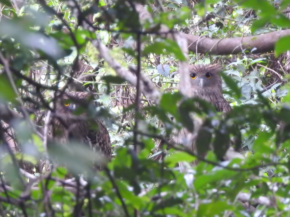 Brown Fish-Owl - John Allcock