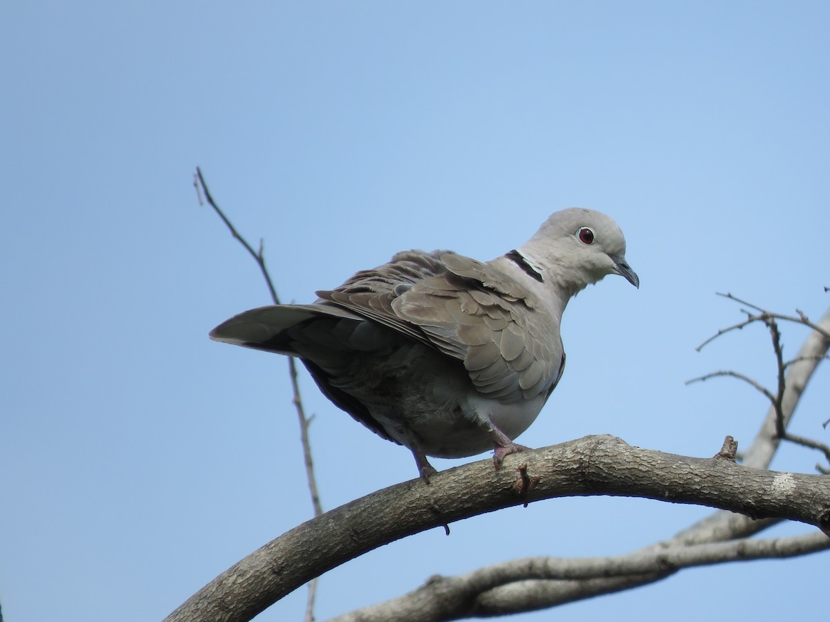 Eurasian Collared-Dove - Krishnamoorthy Muthirulan