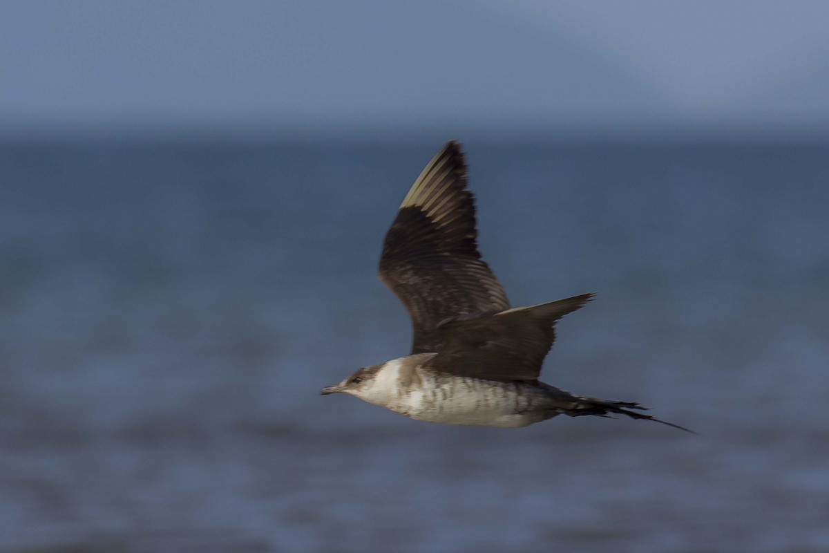 tanımsız ufak korsanmartı (Stercorarius sp.) - ML284089111