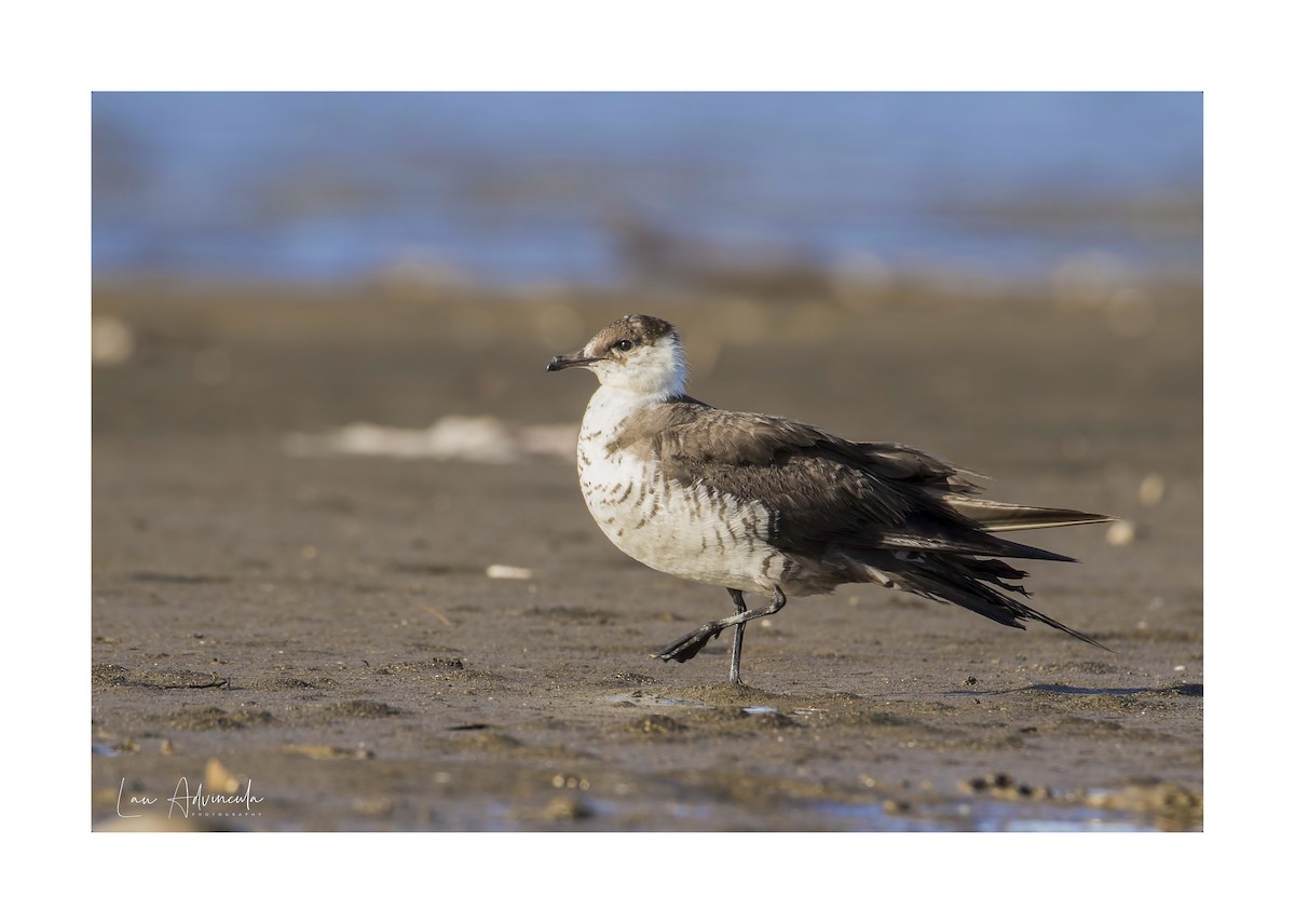 tanımsız ufak korsanmartı (Stercorarius sp.) - ML284089161