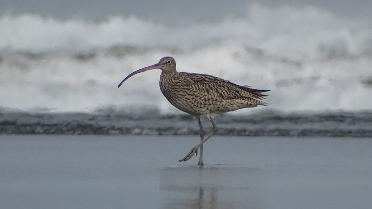 Far Eastern Curlew - Kim Cancino