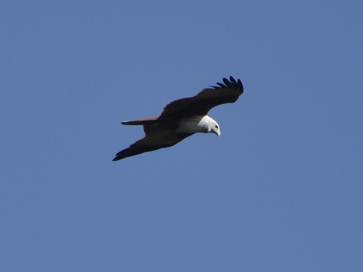 Brahminy Kite - Arun Thomas