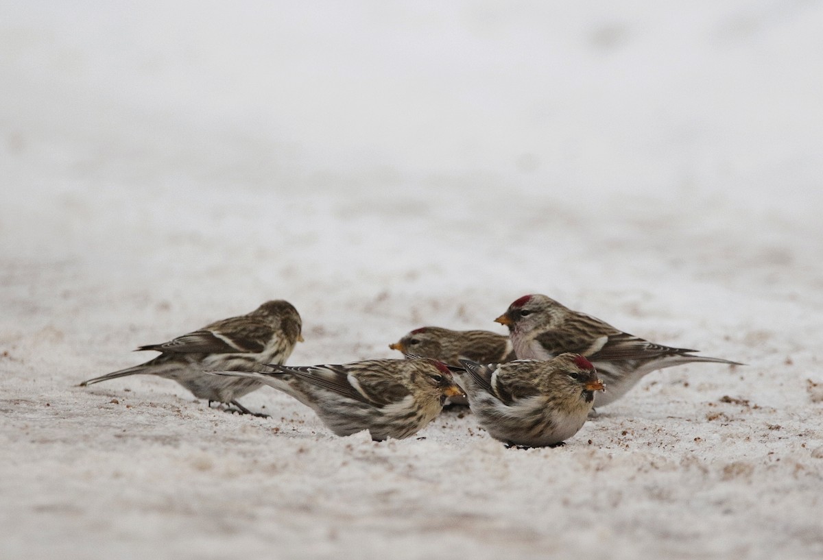 Redpoll (Common) - Kiehl Smith