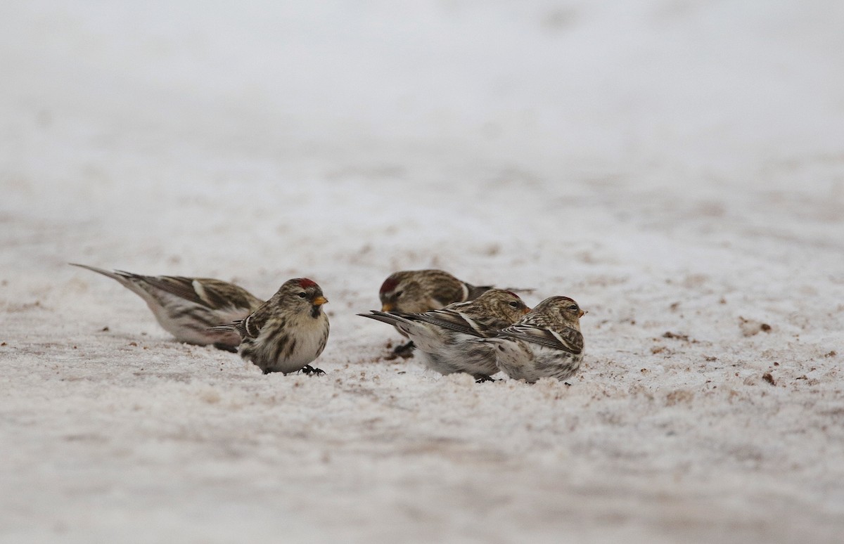 Common Redpoll - ML284093361