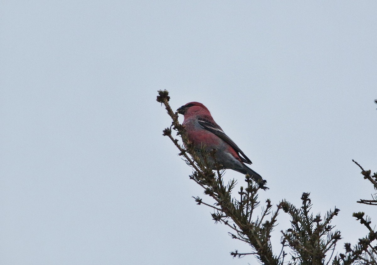 Pine Grosbeak - ML284093541