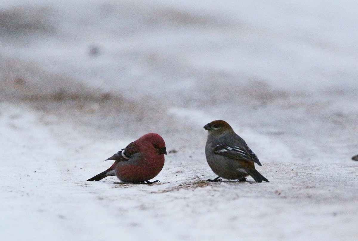 Pine Grosbeak - ML284093631