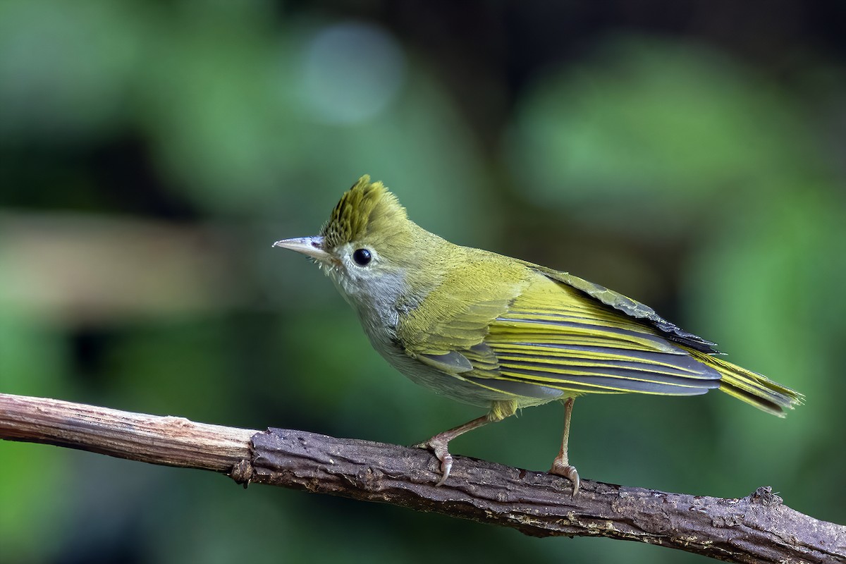 White-bellied Erpornis - ML284094721