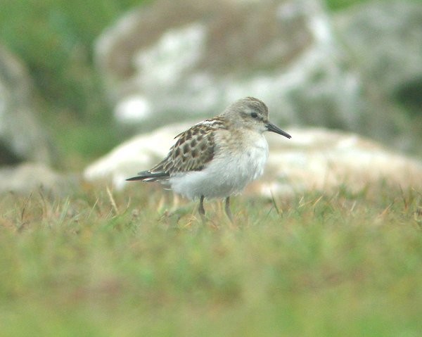 Little Stint - ML284095001