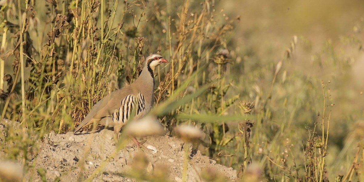 Chukar - benny cottele