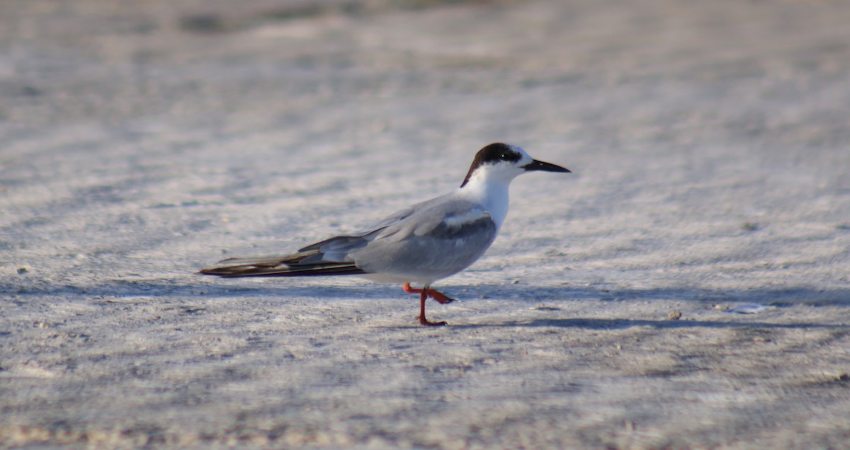 Common Tern - ML284096311
