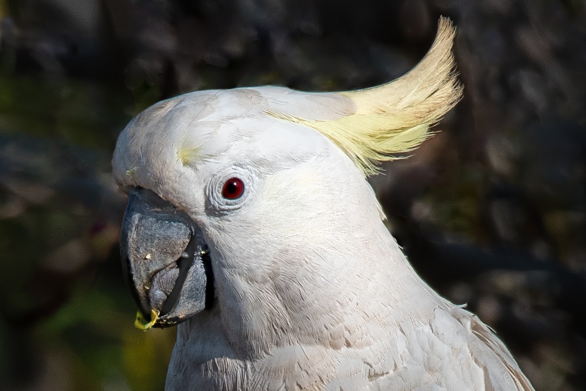 Sulphur-crested Cockatoo - Hayley Alexander
